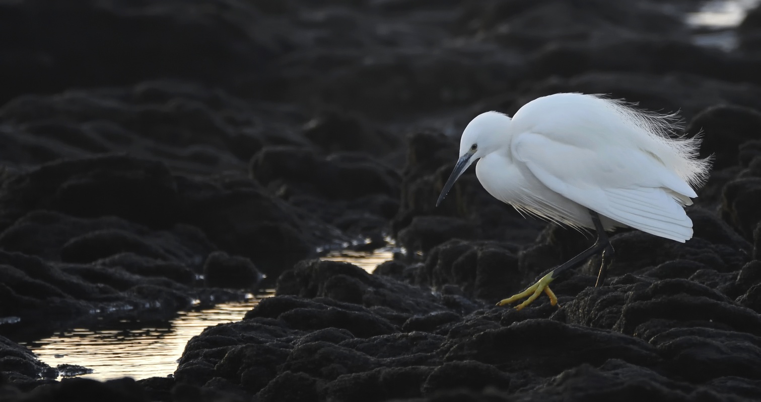 Aigrette Garzette